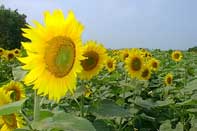 Sonnenblumenfeld